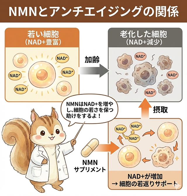 NMNサプリメントの説明